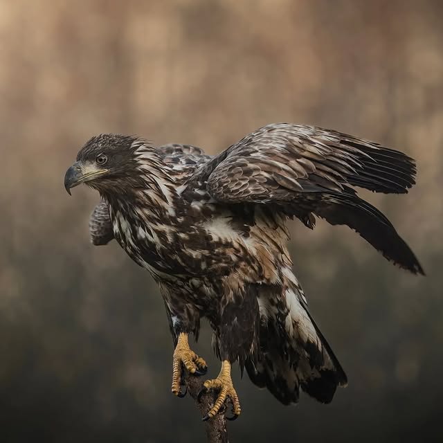  .........onworldpix   'recent posts' 