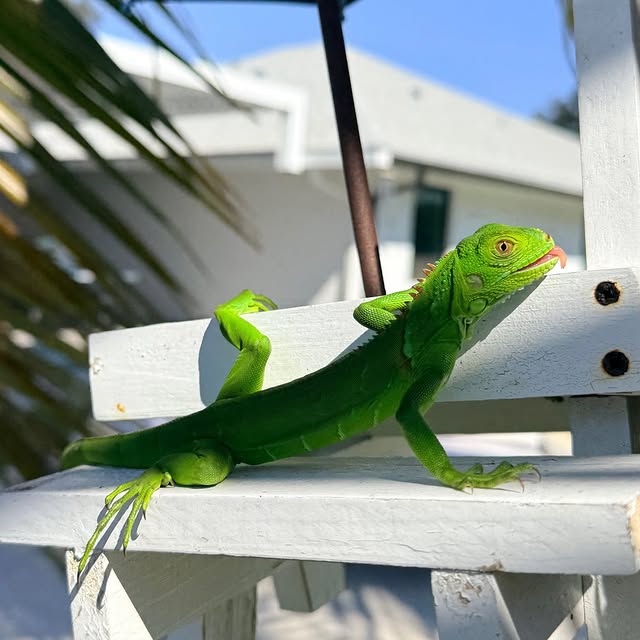  .......beadles   'recent posts' 