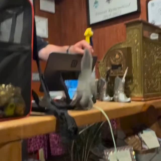  .........onanimals   'recent posts' 