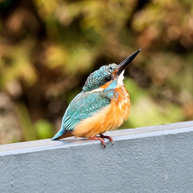  .....yland   'recent posts' 