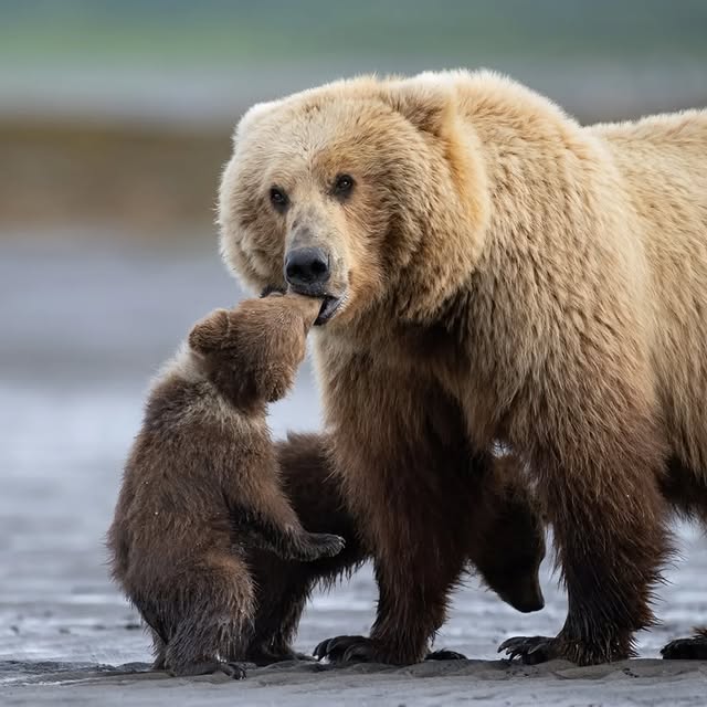  ..........discoverer   'recent posts' 