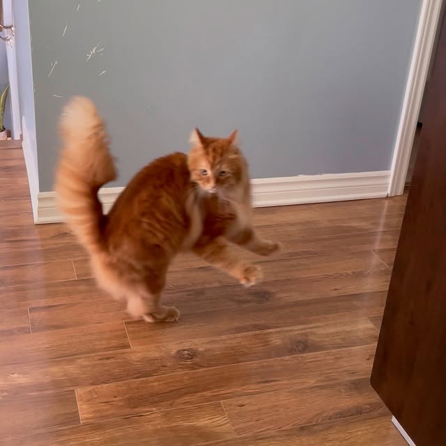  .........tofficial   'recent posts' 