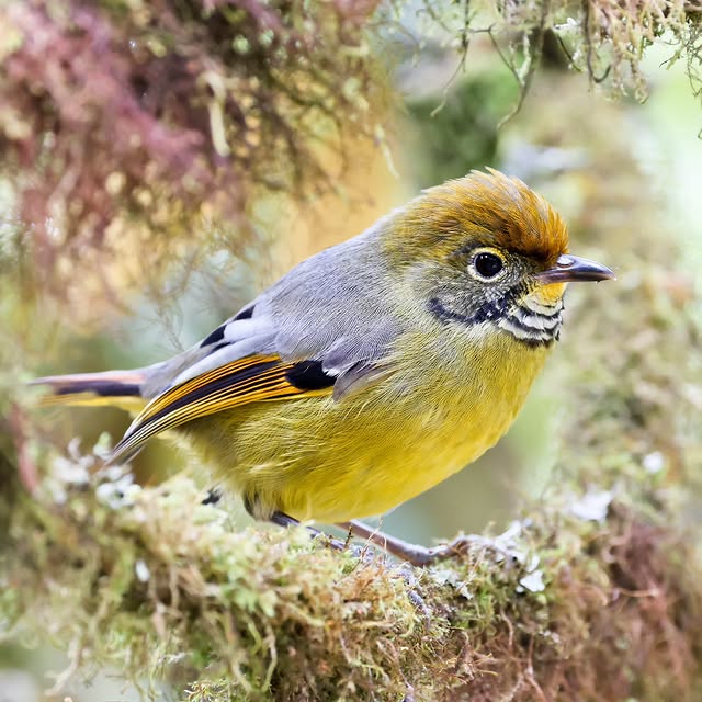  .....yland   'recent posts' 