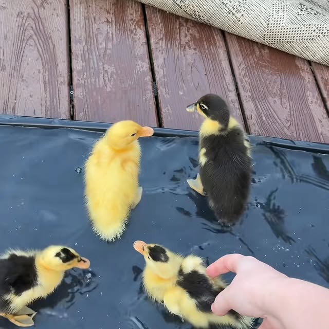  ........ckstatue   'recent posts' 