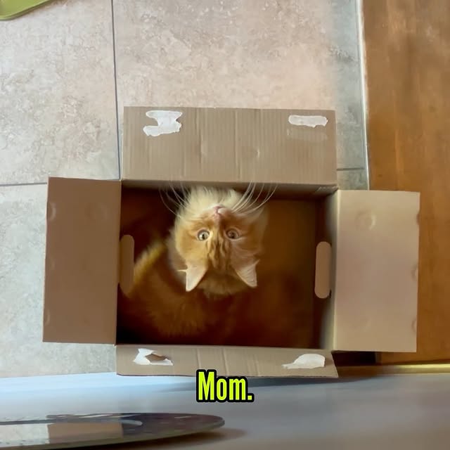  .........tofficial   'recent posts' 