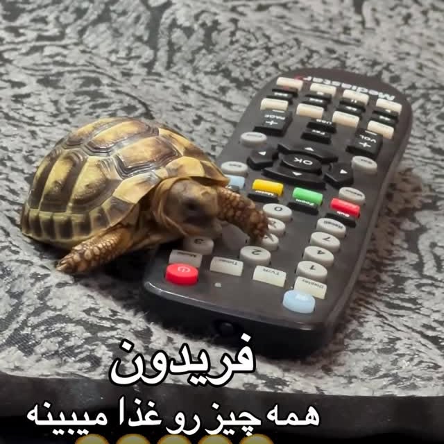  .........lavanzadeh   'recent posts' 