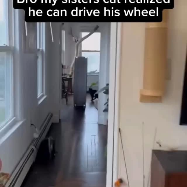  .......skittens   'recent posts' 