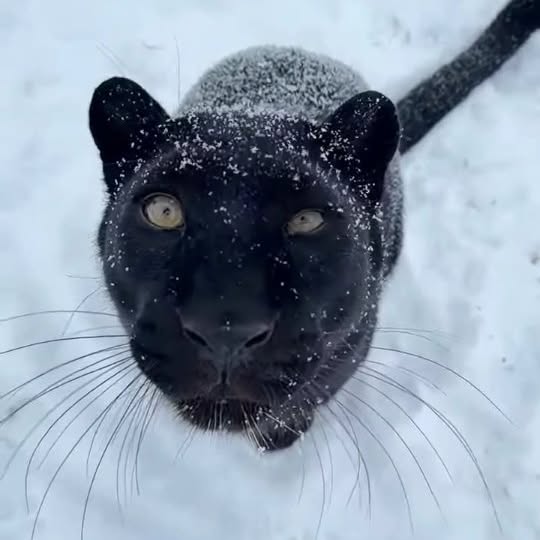  ..........discoverer   'recent posts' 