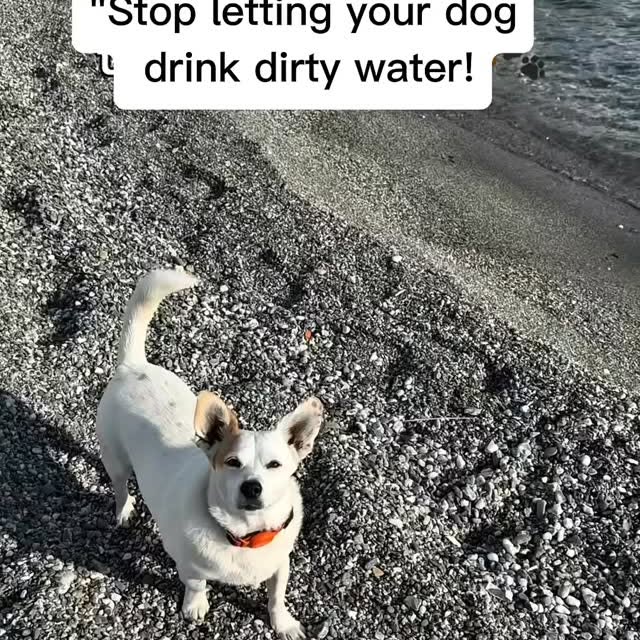  ..........ldogs_only   'recent posts' 