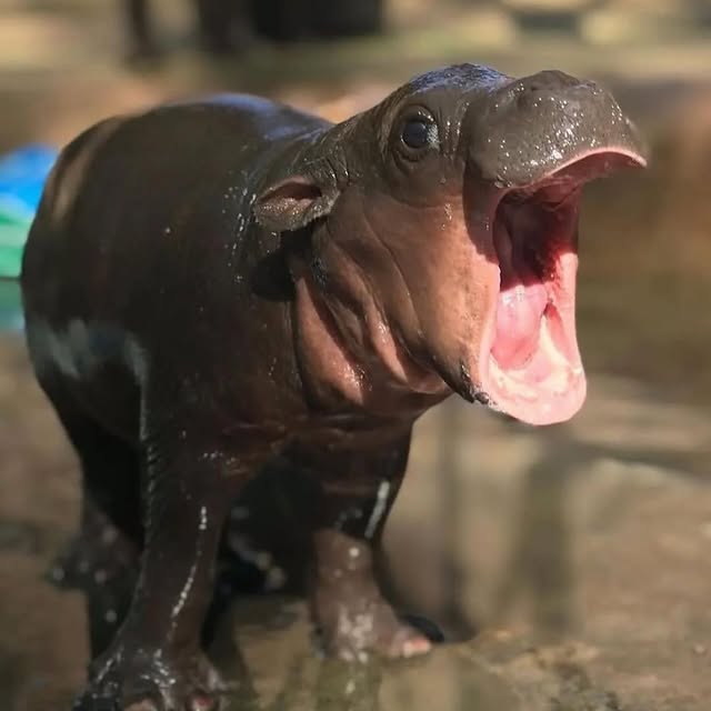  ......fehood   'recent posts' 