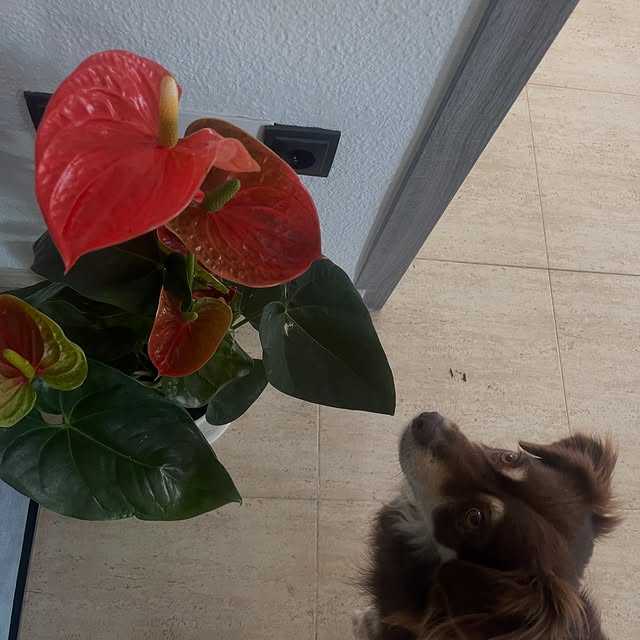  .....og2020   'recent posts' 