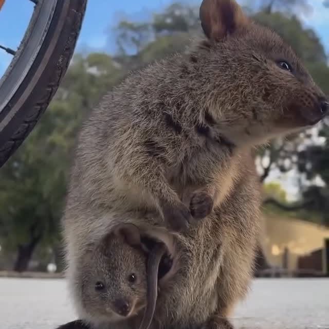  ......quokkas   'recent posts' 