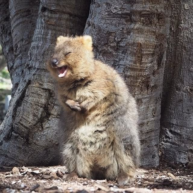  ......quokkas   'recent posts' 