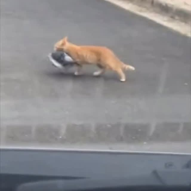  ......ctcars   'recent posts' 