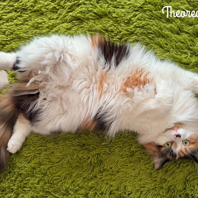  .........tofficial   'recent posts' 