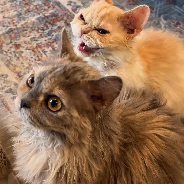  ......kekkek   'recent posts' 