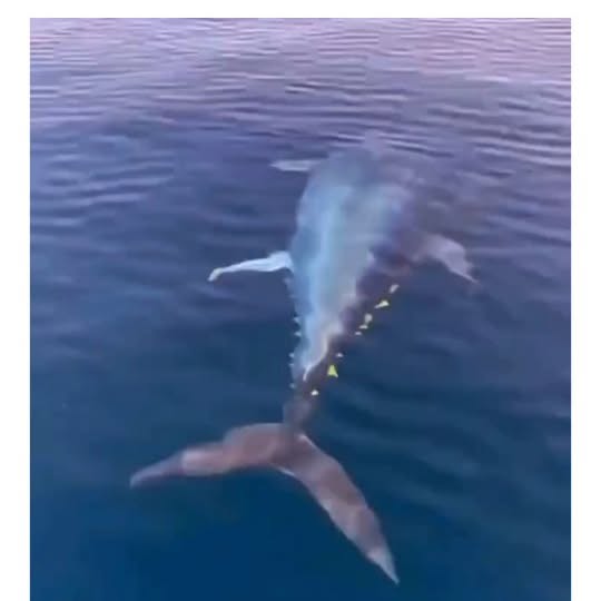  ......marino   'recent posts' 