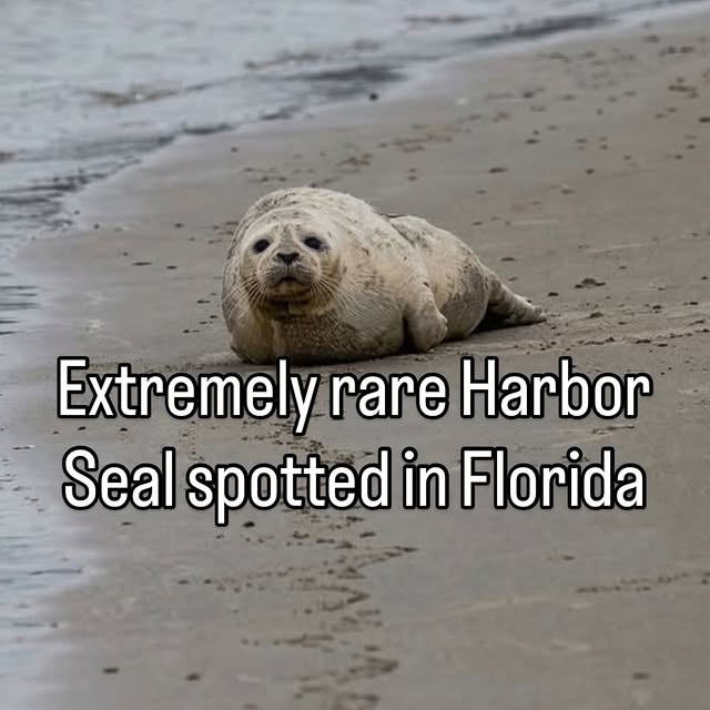  .....lorida   'recent posts' 