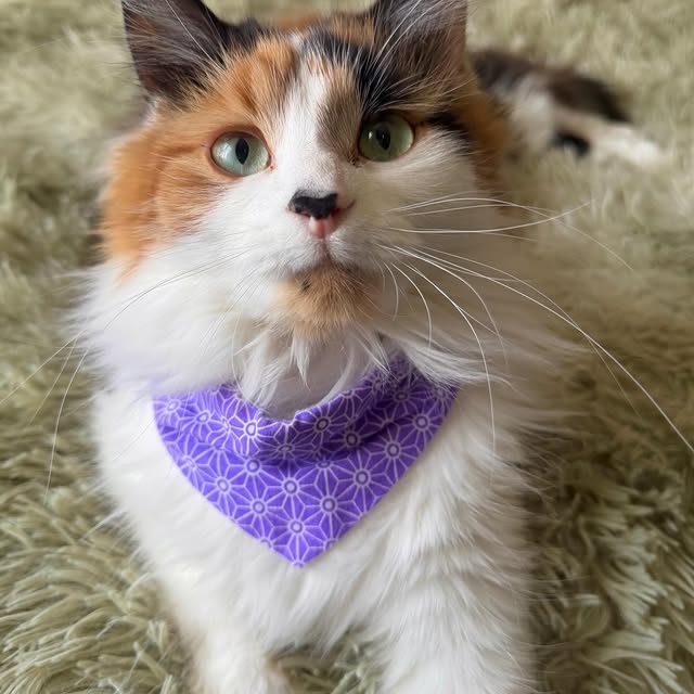  .........tofficial   'recent posts' 