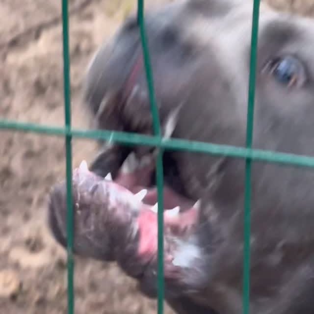  .........pet_world   'recent posts' 