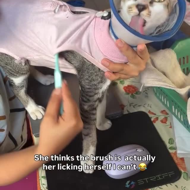  ...........irtonguesout   'recent posts' 