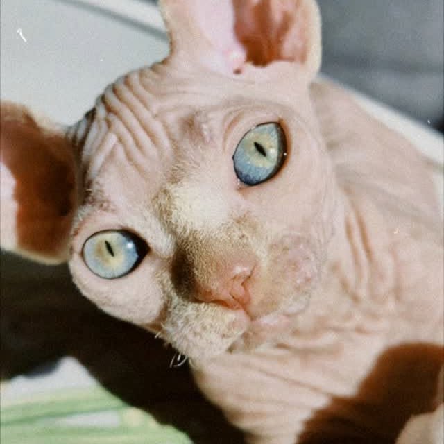  ......sphynx   'recent posts' 