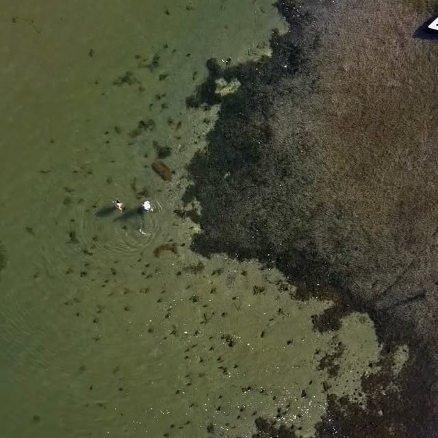  ...apli   'recent posts' 