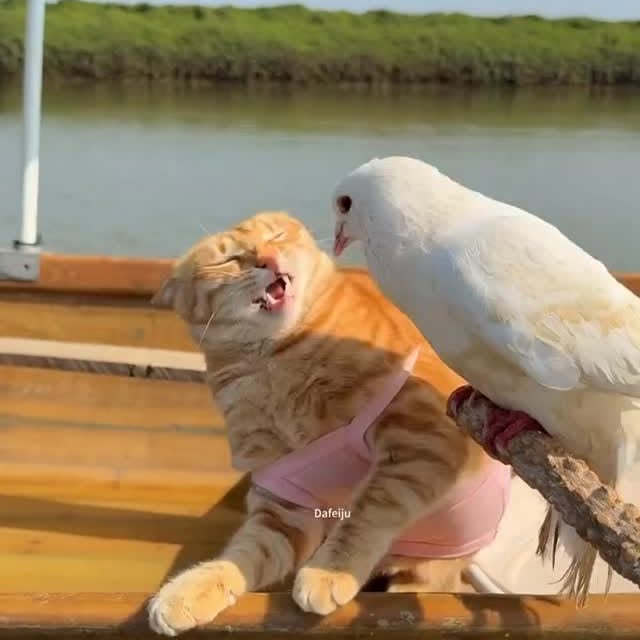  ........sweetmeow   'recent posts' 