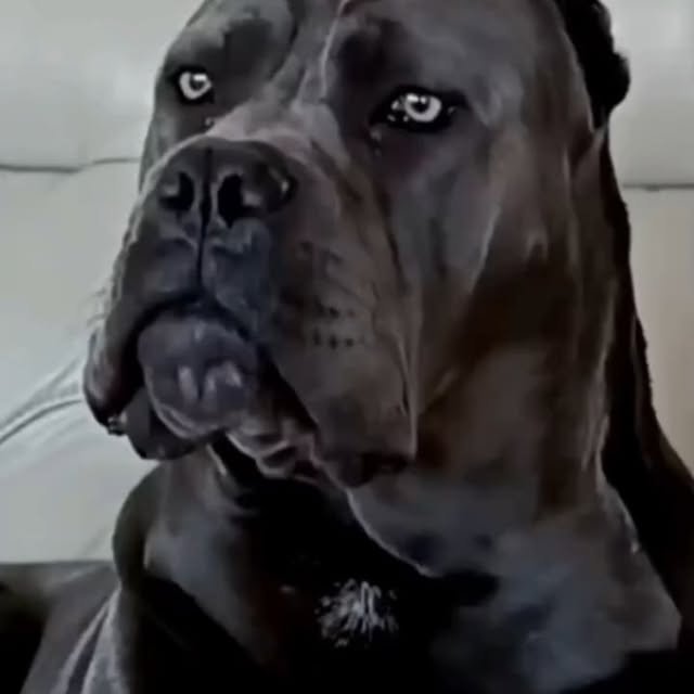  .........pet_world   'recent posts' 