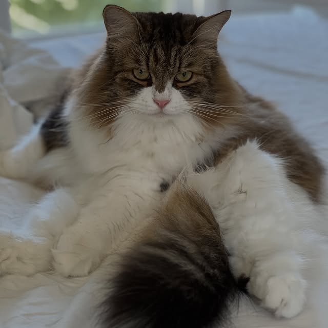  ......adamus   'recent posts' 