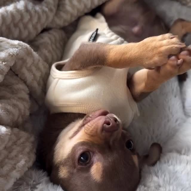  .......uapuppy   'recent posts' 