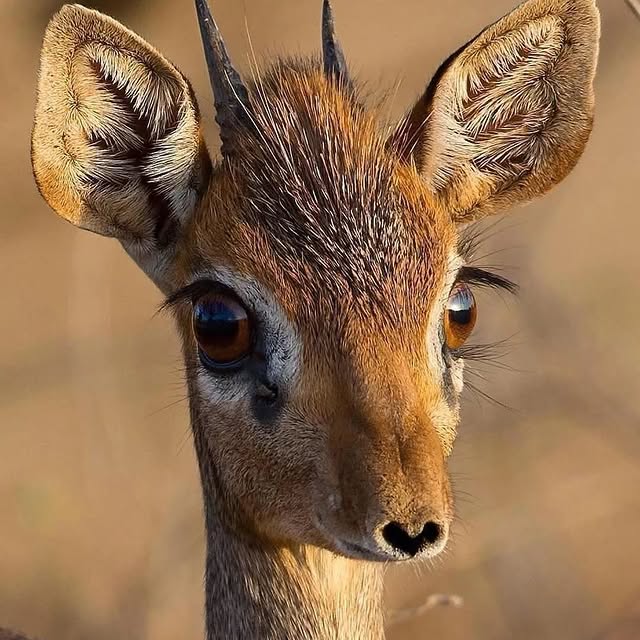  .......rfervor   'recent posts' 