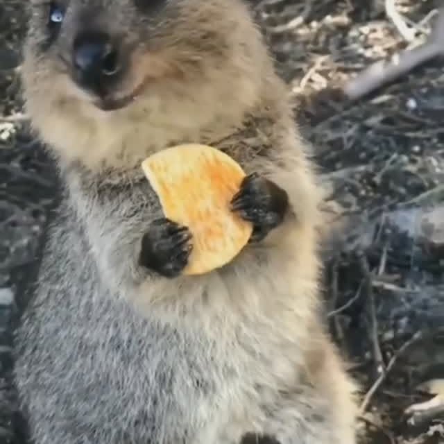  ......quokkas   'recent posts' 