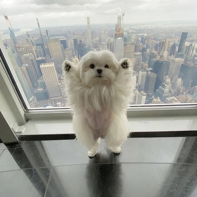  .....goalzs   'recent posts' 