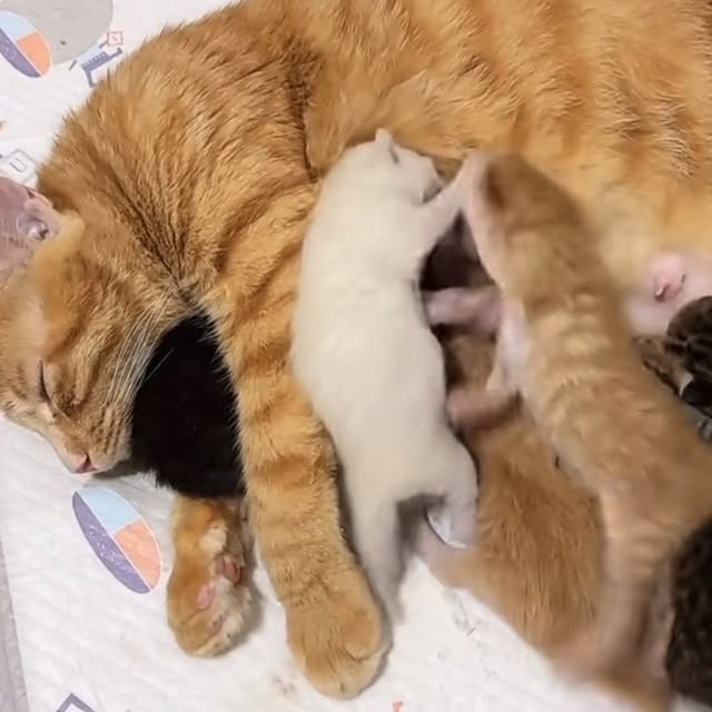  ......pets.86   'recent posts' 