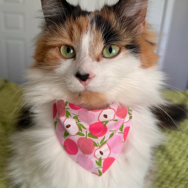  .........tofficial   'recent posts' 