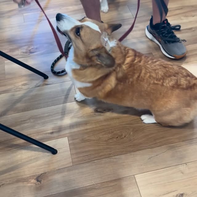  .....corgis   'recent posts' 