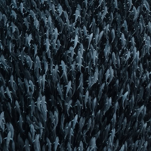  .....ervor   'recent posts' 