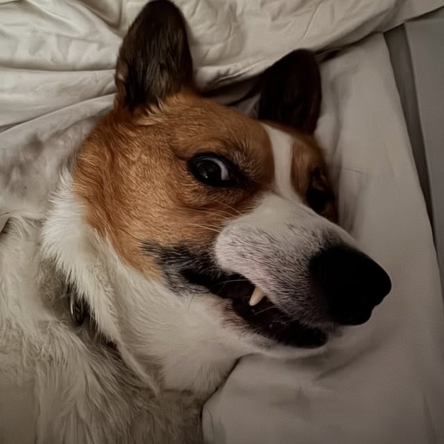  .....corgis   'recent posts' 