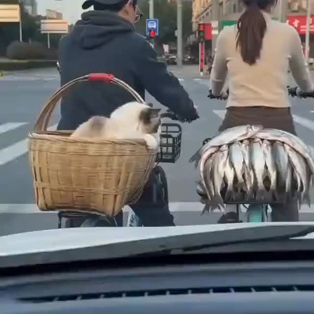  .....nimals   'recent posts' 