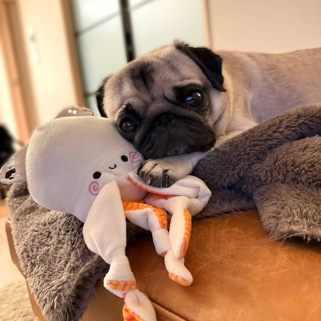  .....of.pug   'recent posts' 