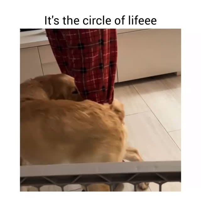  .....fpetz   'recent posts' 