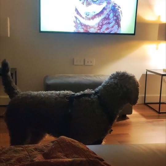  .........bradoodle   'recent posts' 