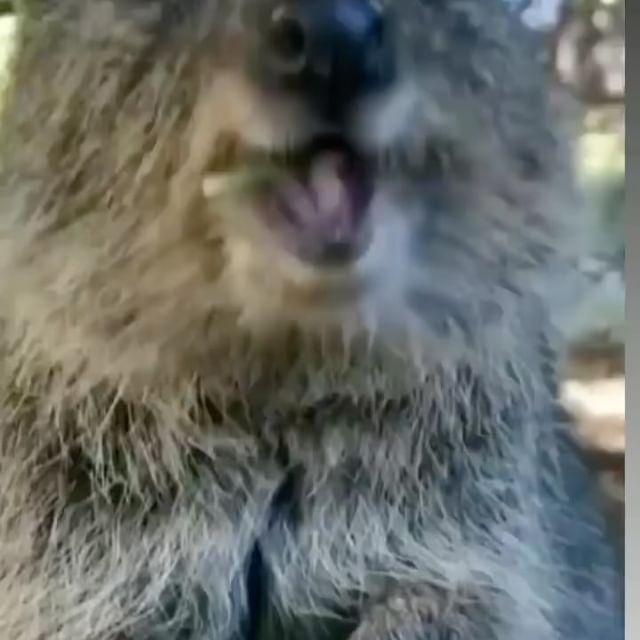  ......quokkas   'recent posts' 