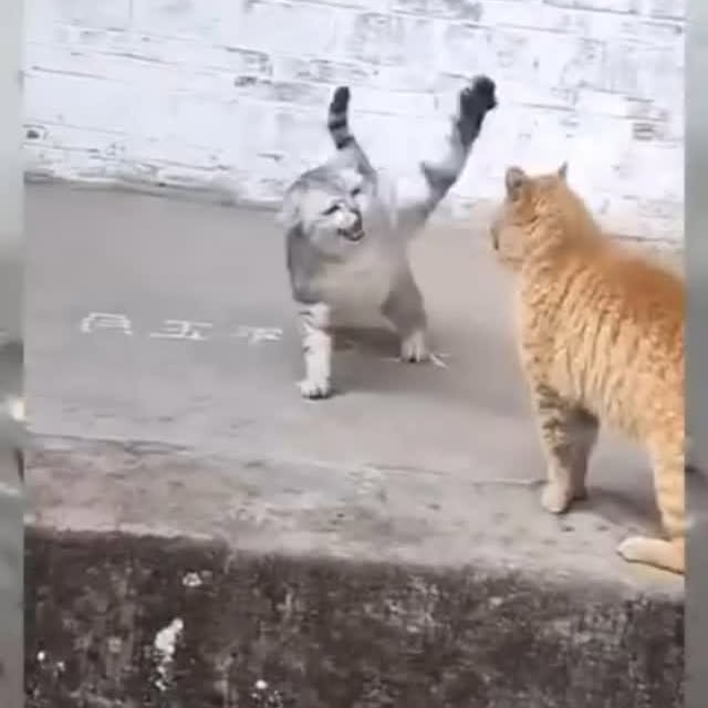  ......ingcat   'recent posts' 