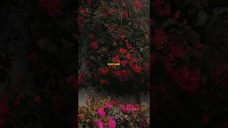  .....ECONDS  'recent videos' 