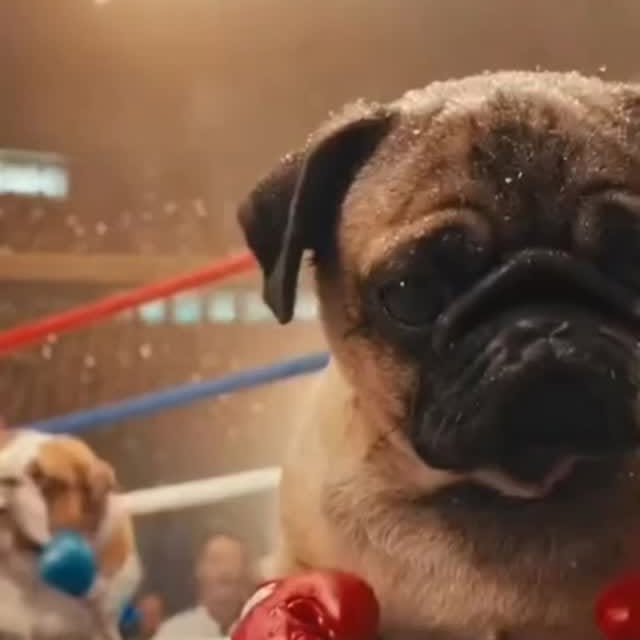  .....of.pug   'recent posts' 