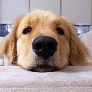 Hire .........dog.saw influencer with 19.2k