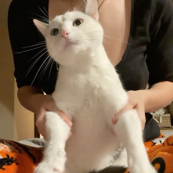  .......piecats   'recent posts' 