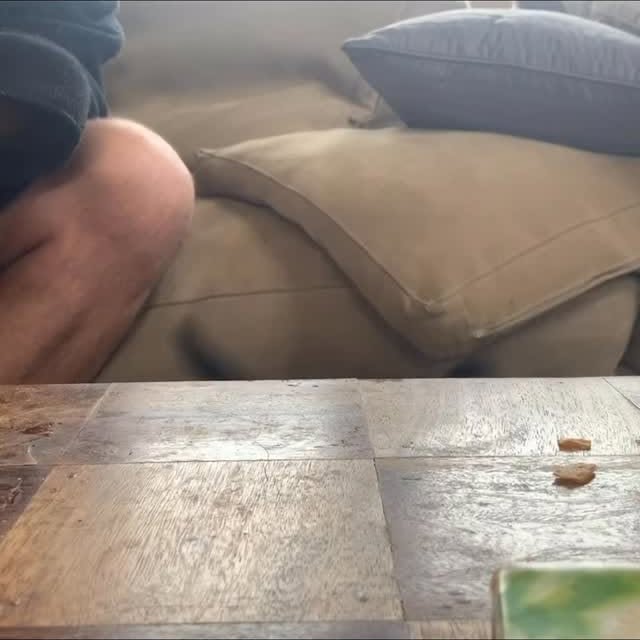  .....corgis   'recent posts' 